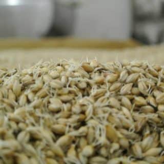 Słodowanie - alfabet whisky