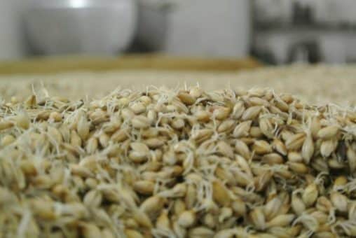 Słodowanie - alfabet whisky